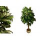 Umělá rostlina jako živá- mango, 180 cm