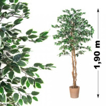 Umělá rostlina jako živá, Fíkus vysoký 190 cm
